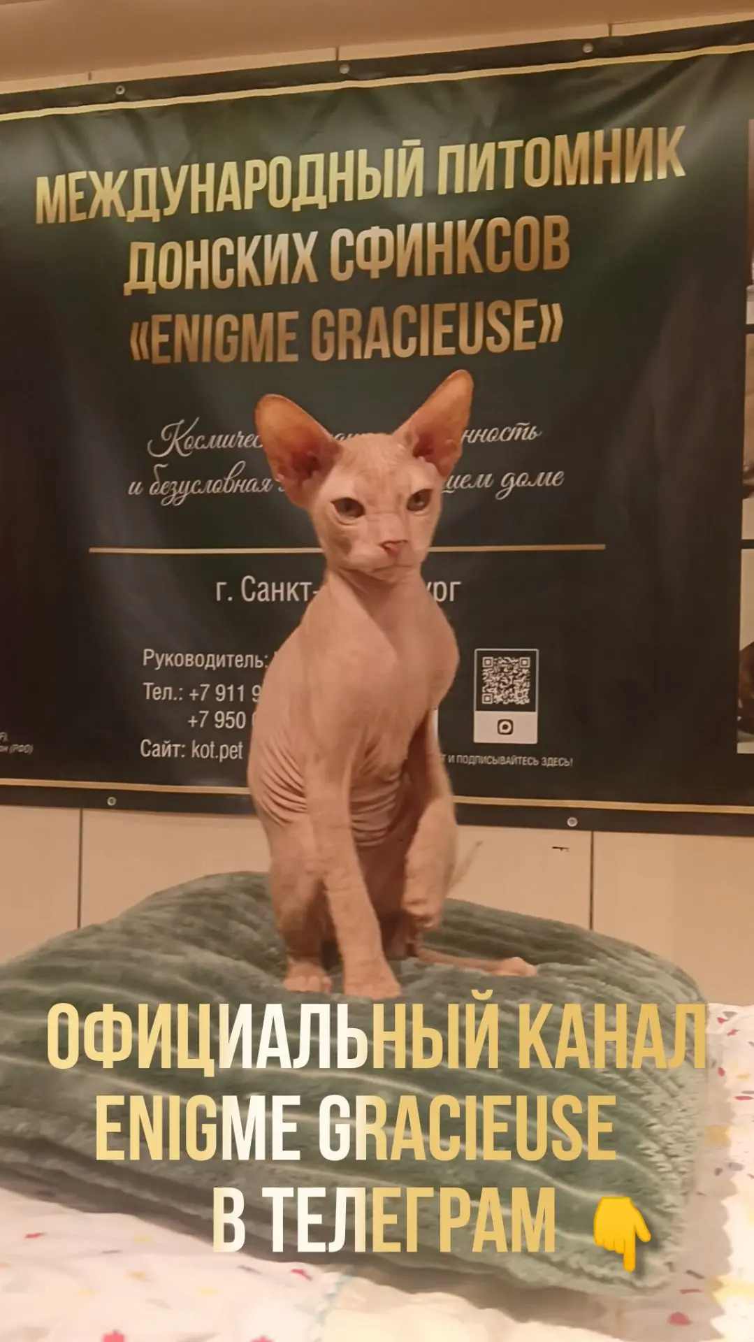 Для вашего удобства: мы открыли Канал и Маркет котят в Телеграм! 🪐🛒📲✨