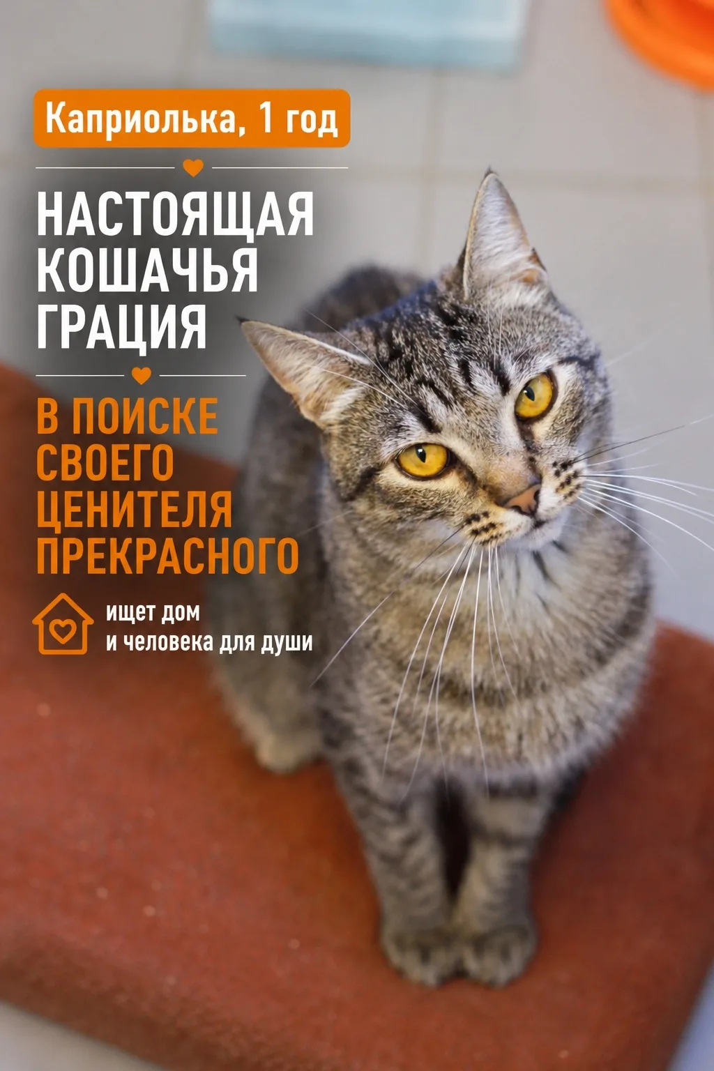 Может быть вы объясните Каприольке почему она всё ещё в приюте?