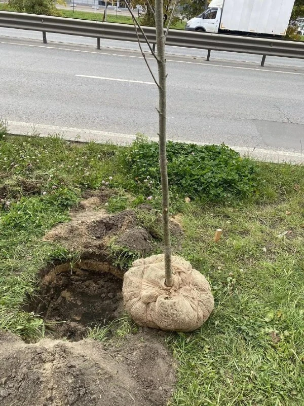 🌳 Во дворе Томилина посадили рябины