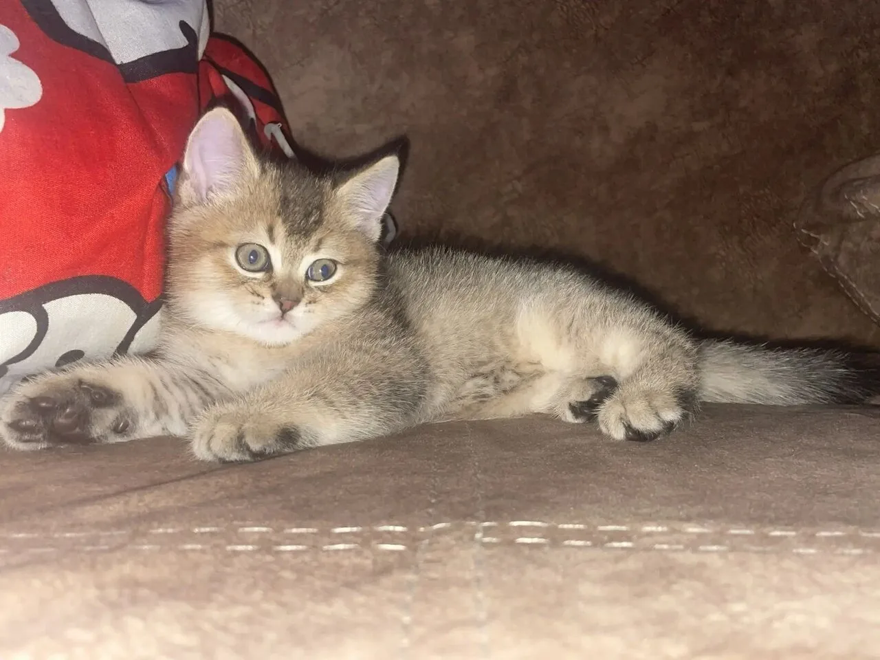 Котёнок скоттиш-страйт, мальчик, золотая шиншилла, Макеевка
