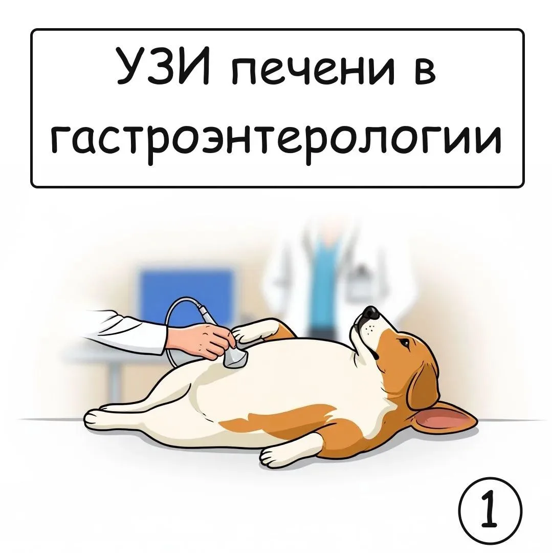 🩺 УЗИ печени у животных: ключевые находки в 10 строках
