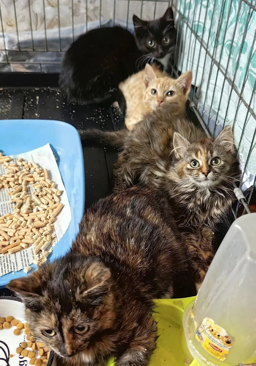 ❗🔎🐱🐈Разыскиваются родители наших ребяток. Чистенькие, умненькие и ко всему приученные.