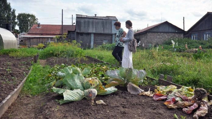 Огородный сезон завершился, и мы решили узнать, как жители Коми округа используют свои ...