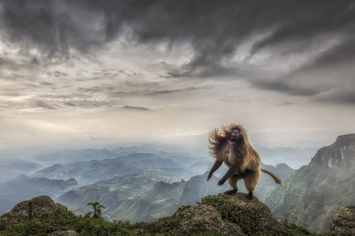 Дикая природа в объективе: лучшие снимки Siena International Photo Awards 2026