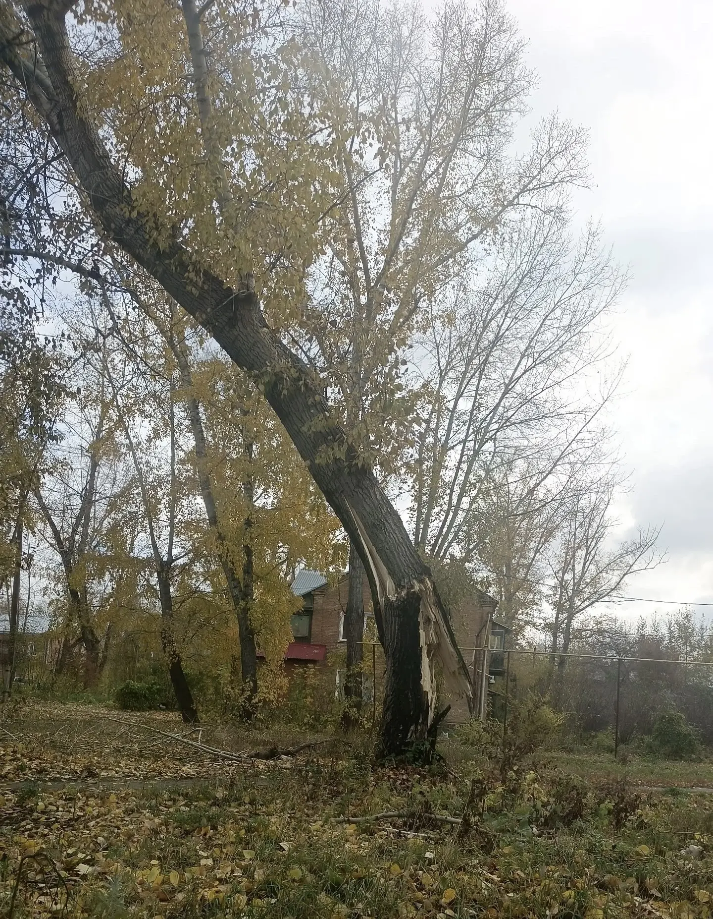 🌳 «Пока на кого-нибудь не упадёт?» В Барнауле дерево два дня стоит в опасном положении
