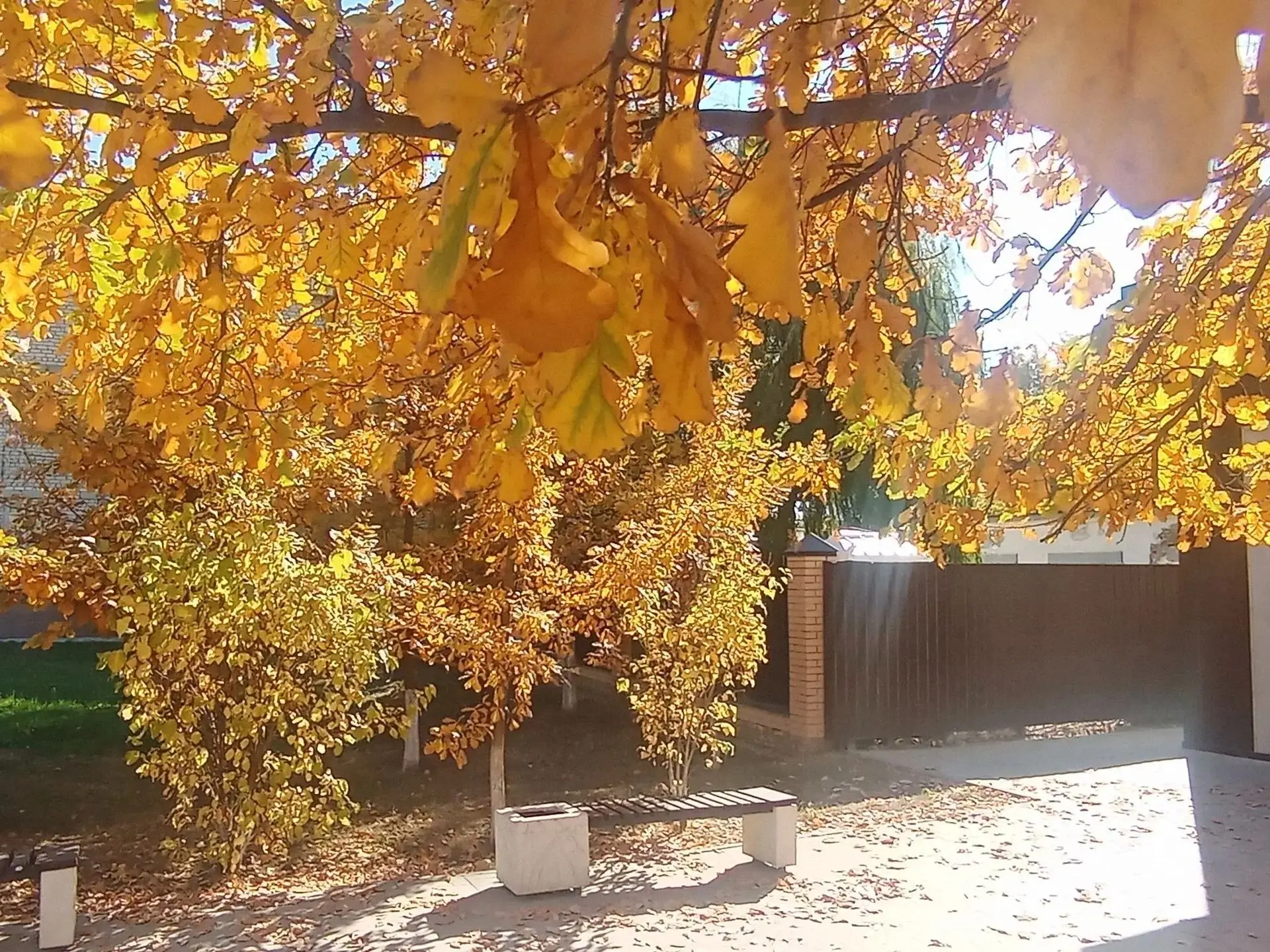 🍂Друзья, посмотрите, какая прекрасная осень царит в нашем городе!