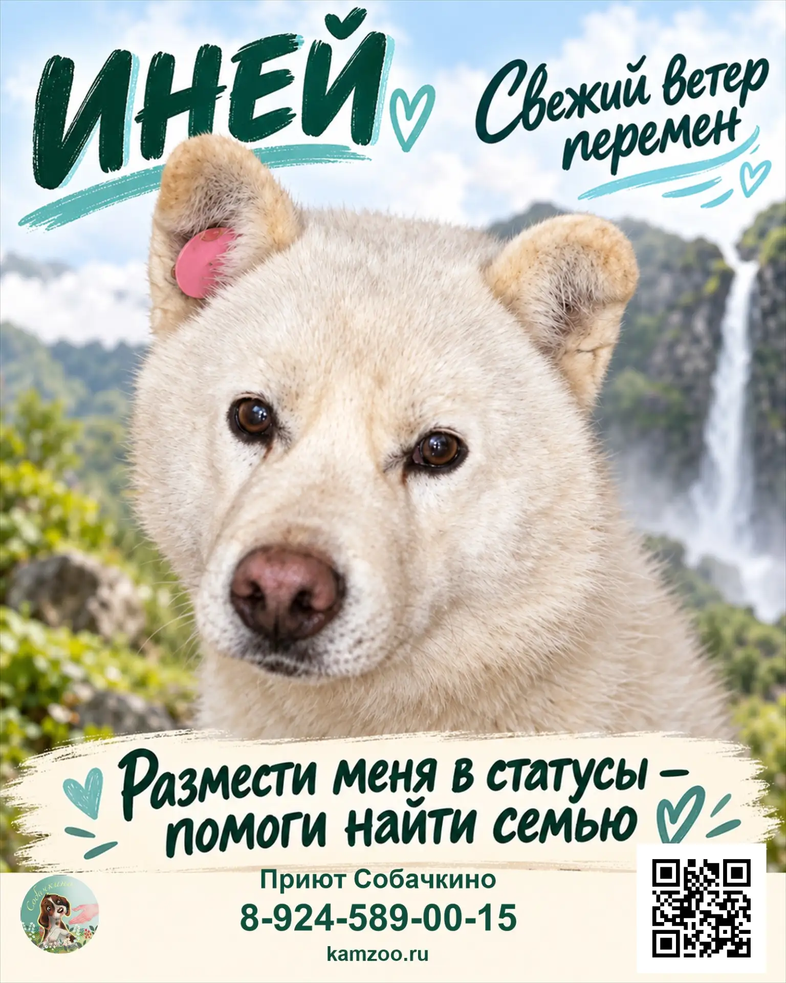Иней ищет дом. ❤️