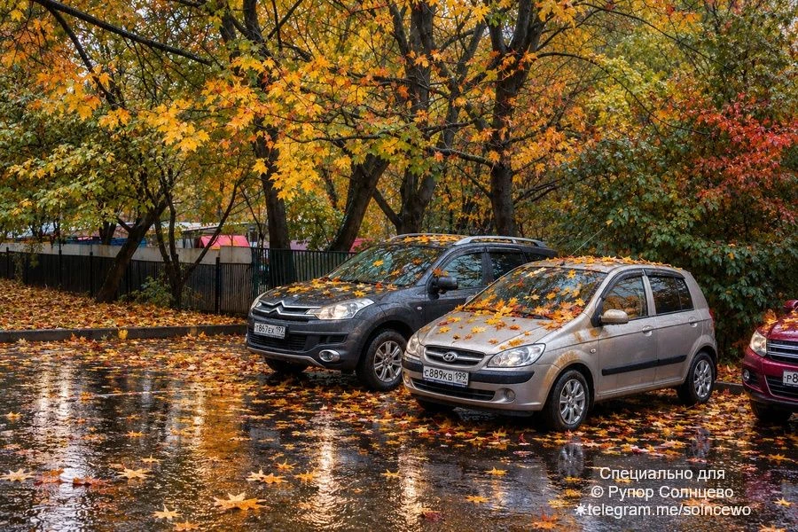 Мокрая осень Авторское фото