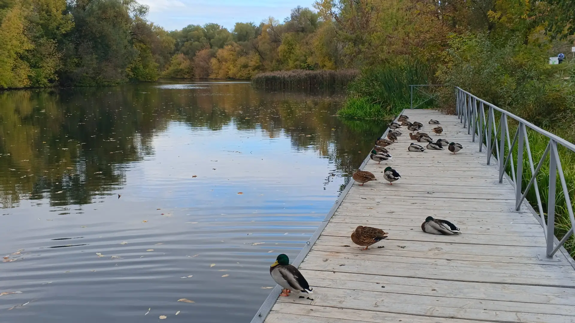Осенью утки собираются в стаи... 🦆🦆🦆