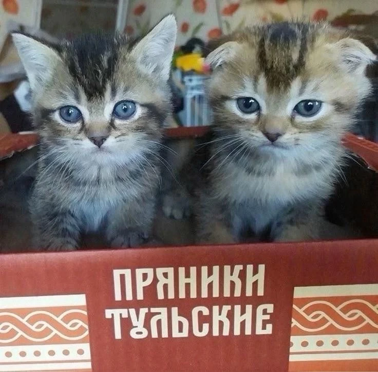 Мемы каждый день • Подписаться