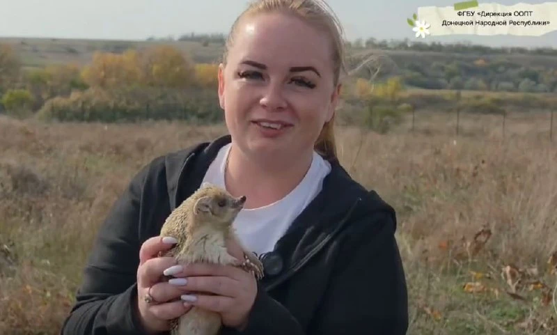 Популяцию ушастых ежей восстанавливают в ДНР🦔
