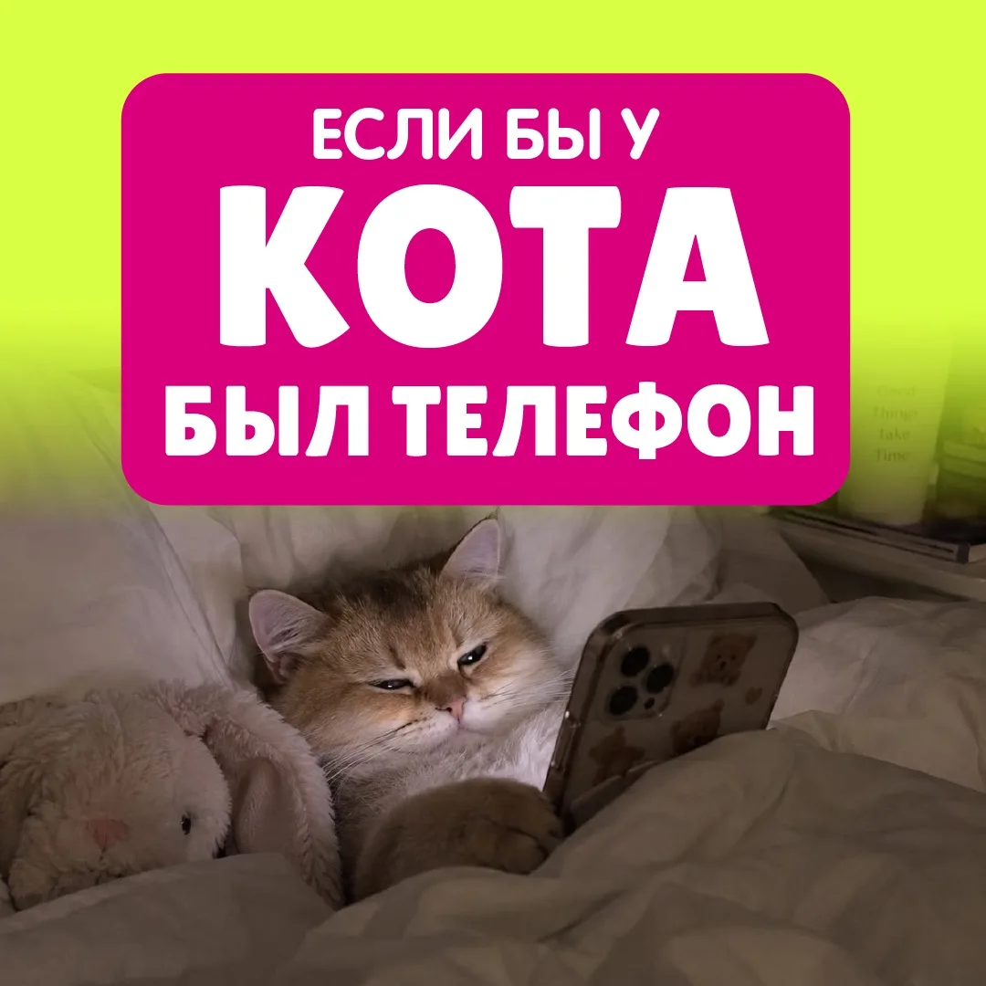 📱 А что, если коты действительно могли бы писать сообщения?