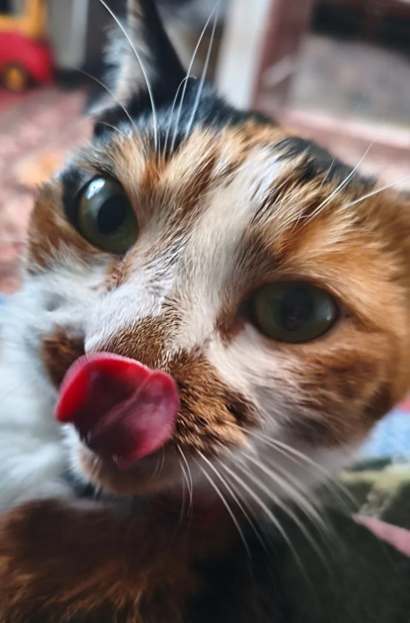 Мешает мне вязать, между прочим🥹