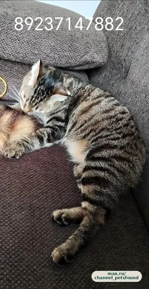 🐾 Пропал питомец — Барнаул