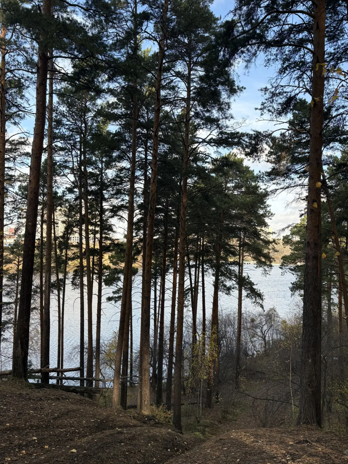 Сегодня я столкнулась со своим большим страхом - на меня напали собаки в лесу.