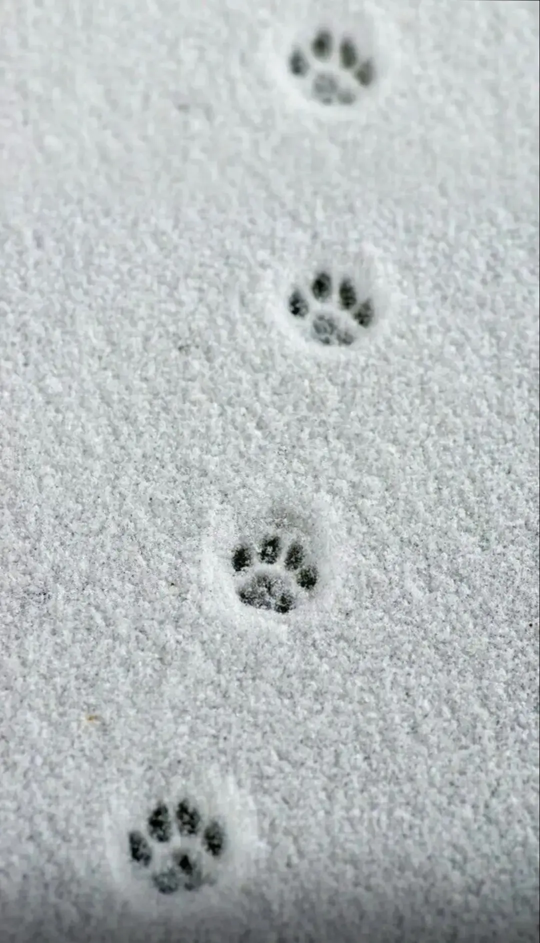 Каждый шаг оставляет след 🐾
