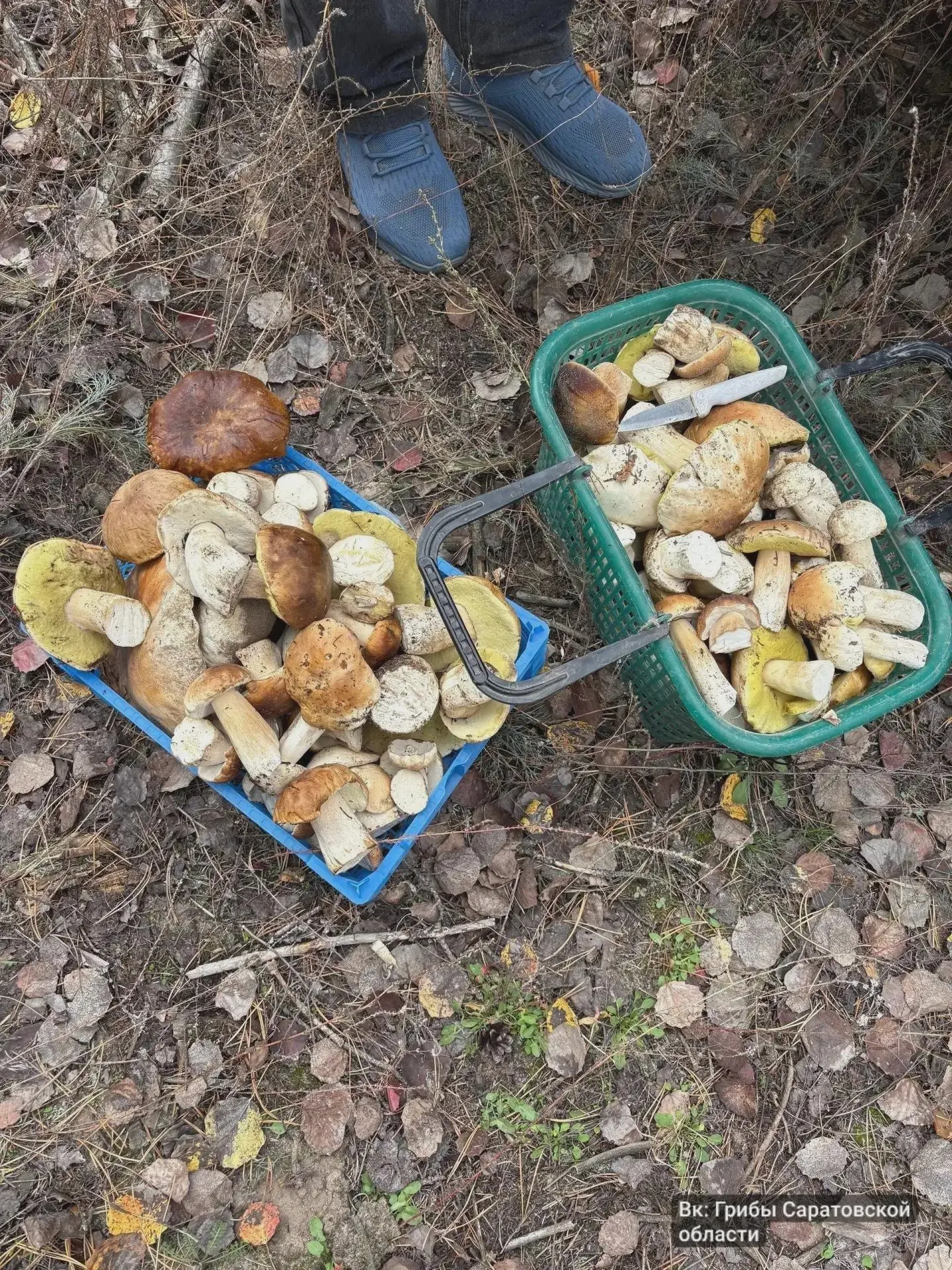 В Саратовской области собирают грибы