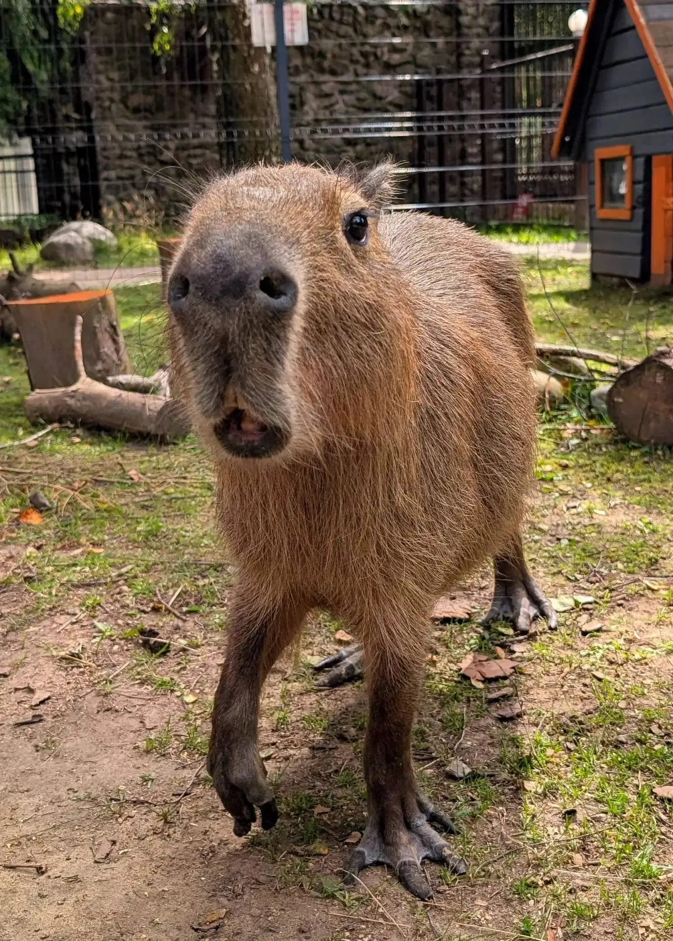 Зоо-терапия для самых маленьких 🐐