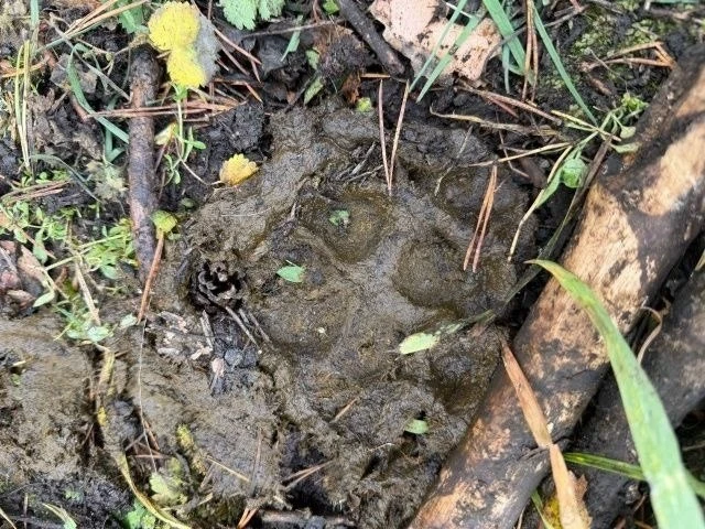 🐾 Жителей села под Магнитогорском держит в страхе ночной хищник