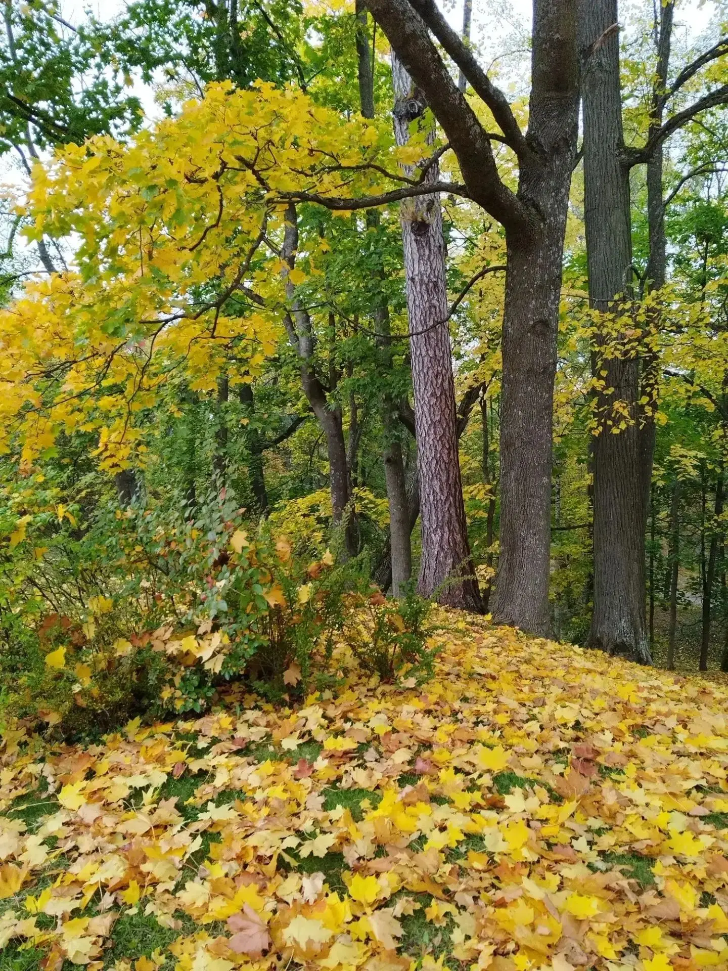📝"🍂 💐🍂 Тут осень