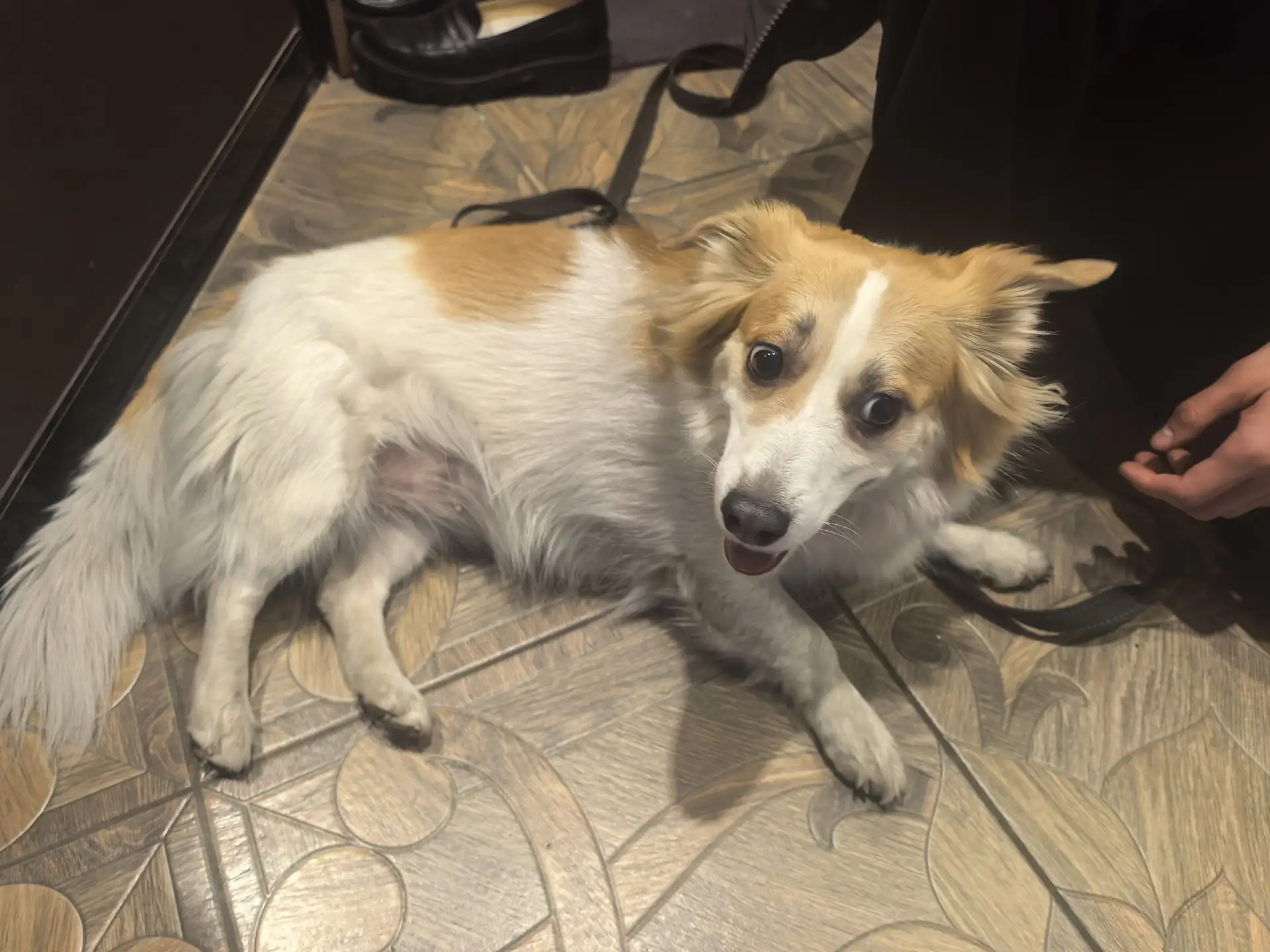 Найдена собака 🐕‍🦺. Ищем прежних хозяев 🐾