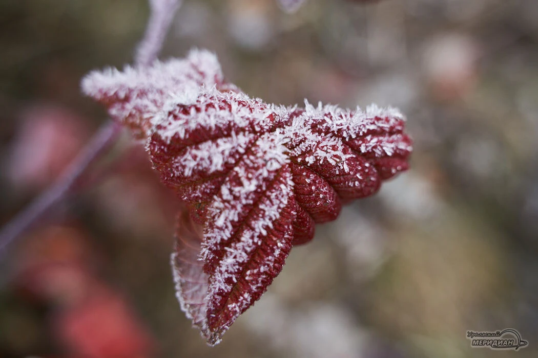 ❄️ Со следующей недели в Свердловской области начнётся похолодание. Уже в понедельник, ...