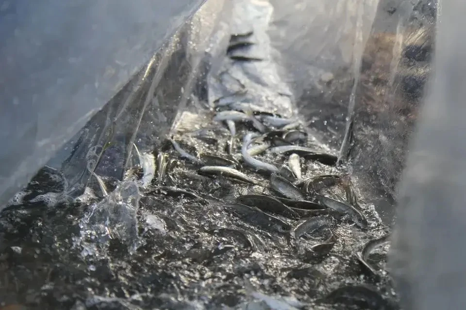 🐟 В реки Кубани выпустили более 230 тысяч мальков черноморского лосося
