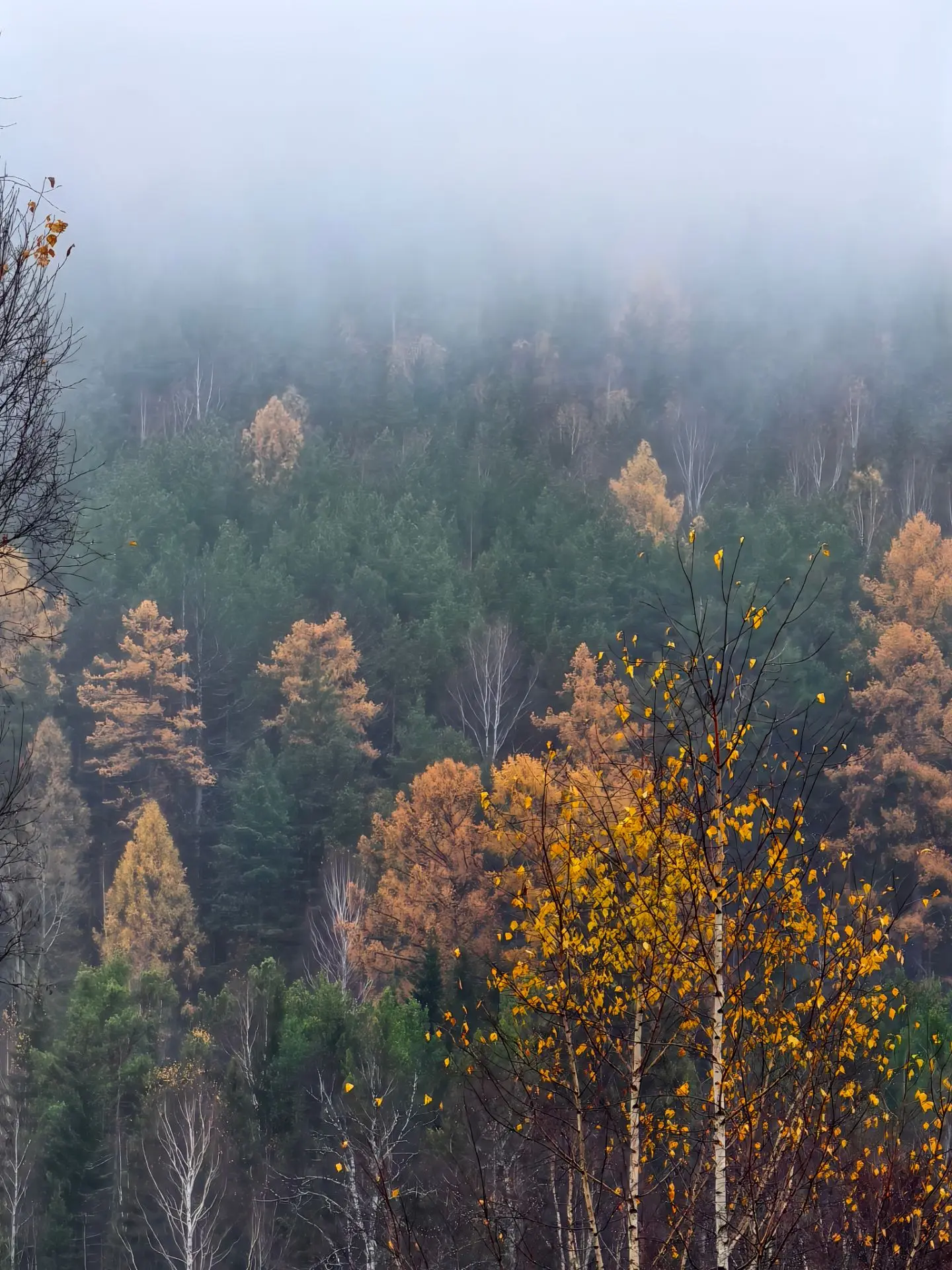 🌫️ Доброе туманное утро, дорогие! 🍂