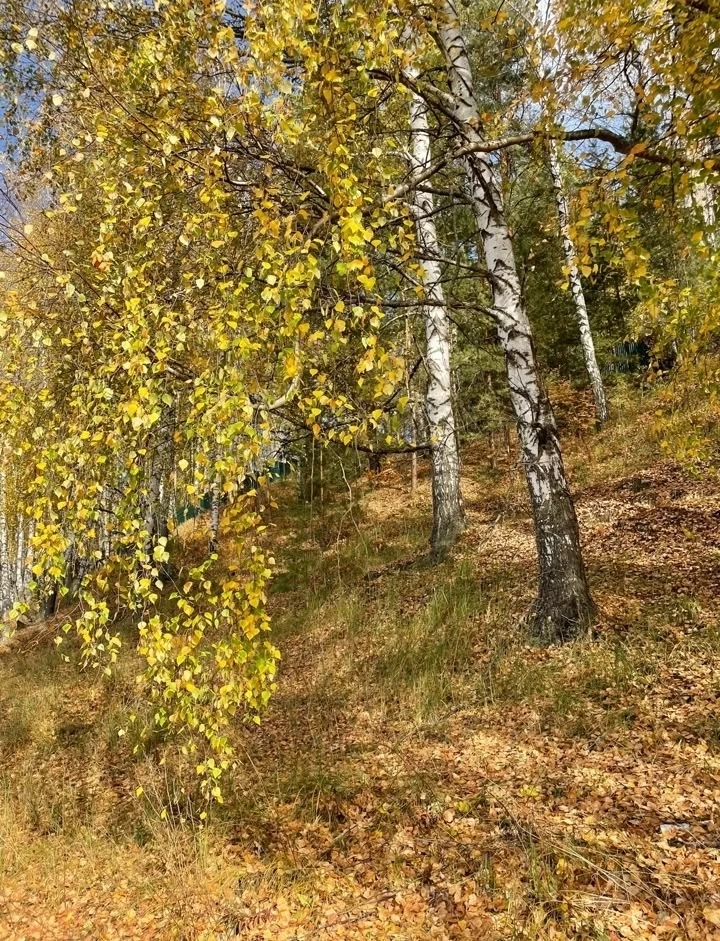 Расшумелись берёзы —