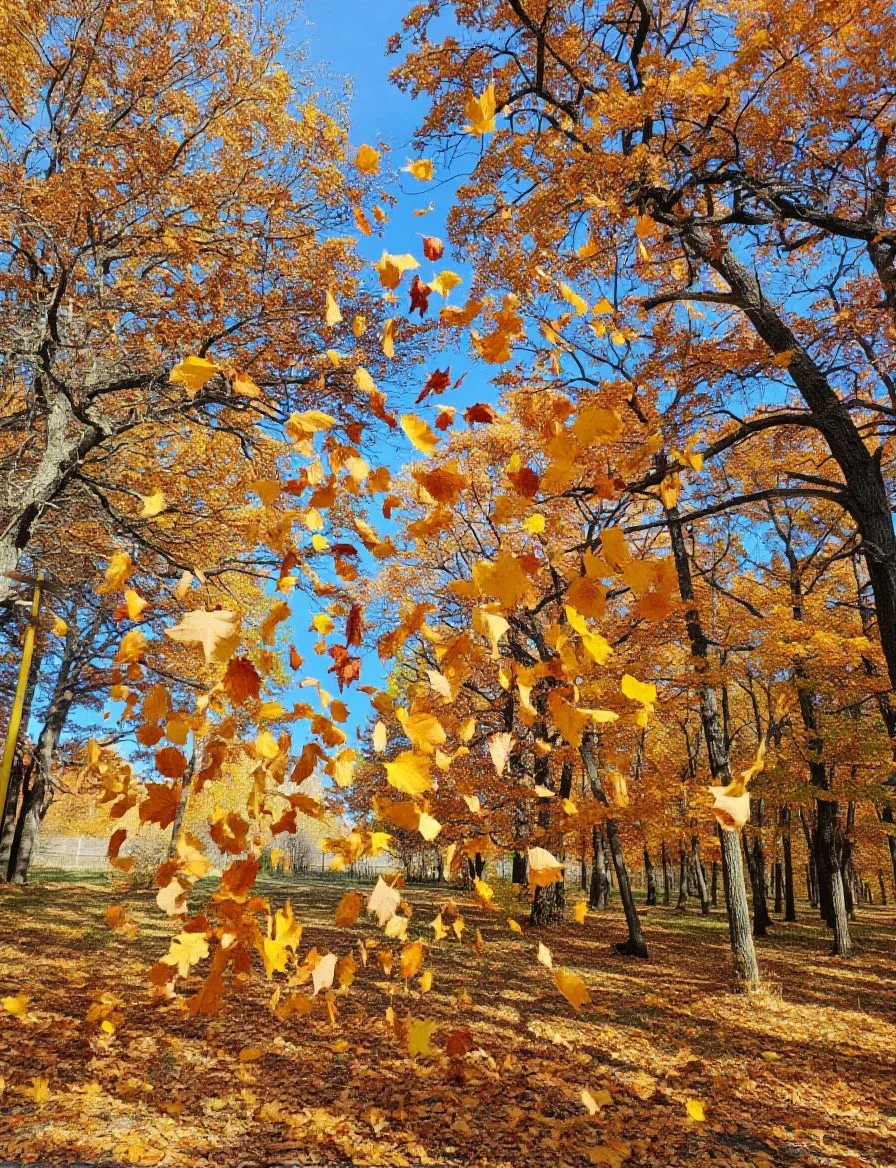 А у нас листопад! 🍂 Листья жёлтые летят, дорожки покрываются золотым ковром, а воздух ...