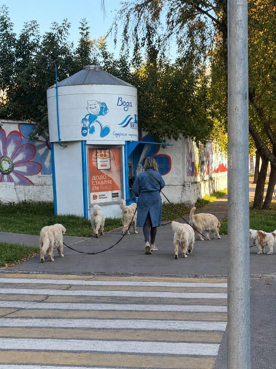 Просто девушка выгуливает 6 собак сразу😮