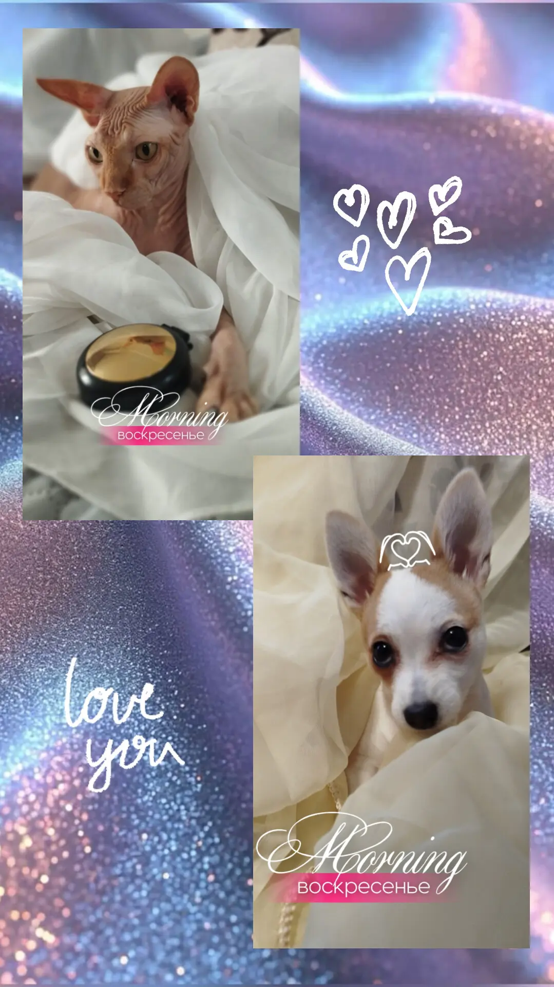 Доброе  время суток 😻🫣🐶