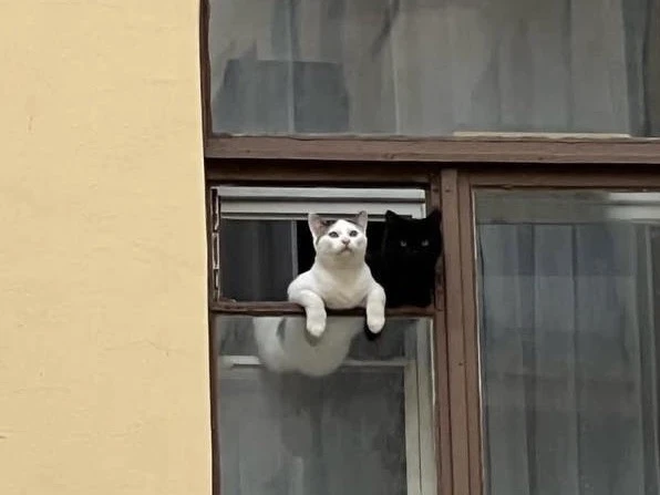 😍 Петербургские коты контролируют прохожих из окна