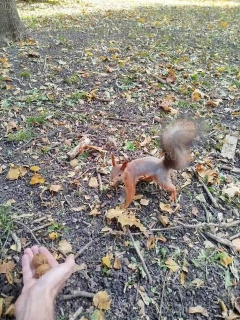 🐿️ Белки вернулись в Быханов сад