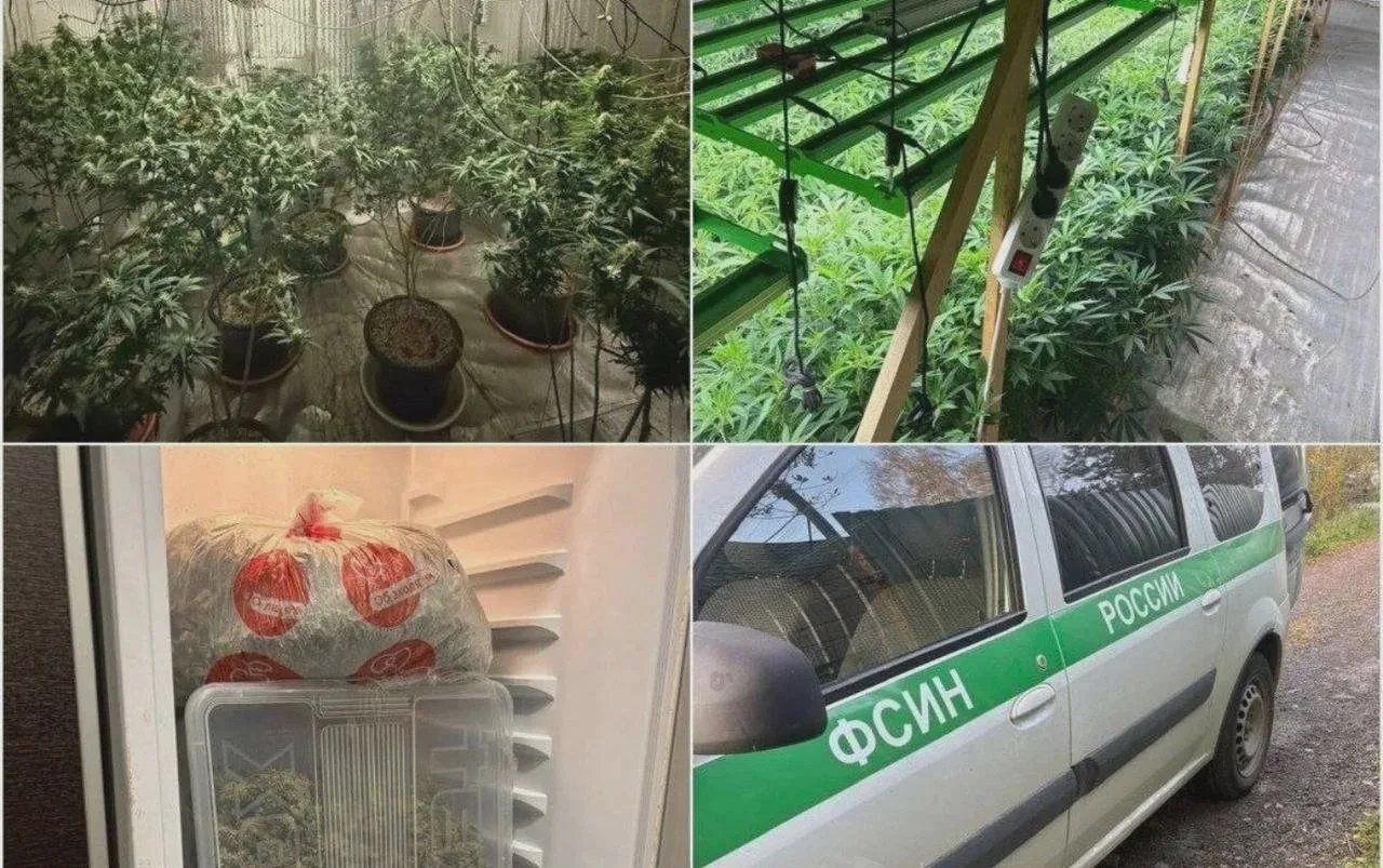 В Петербурге пресекли деятельность плантации на 200 кустов