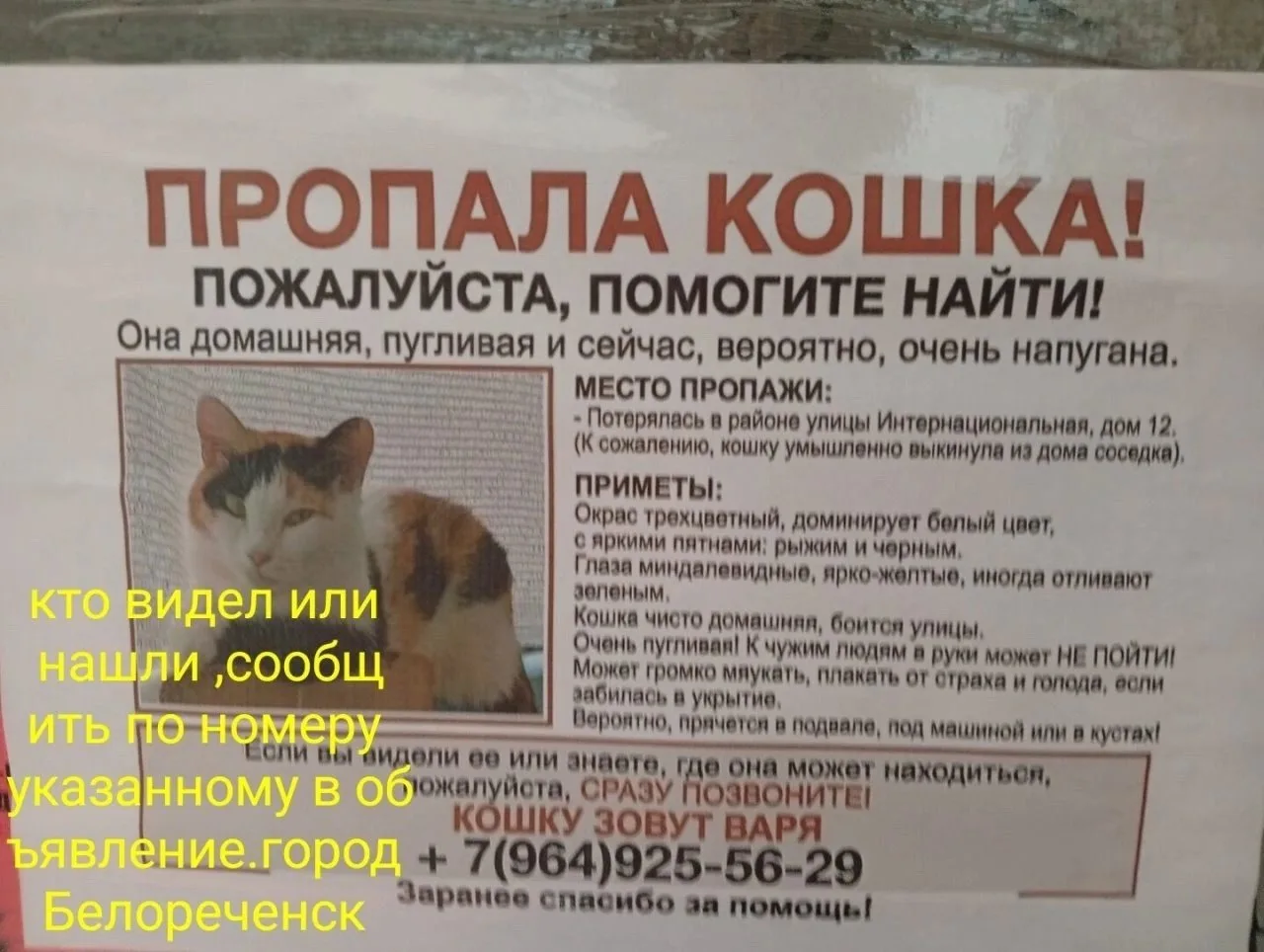 Пропала кошка, нашедшего просьба связаться по телефону
