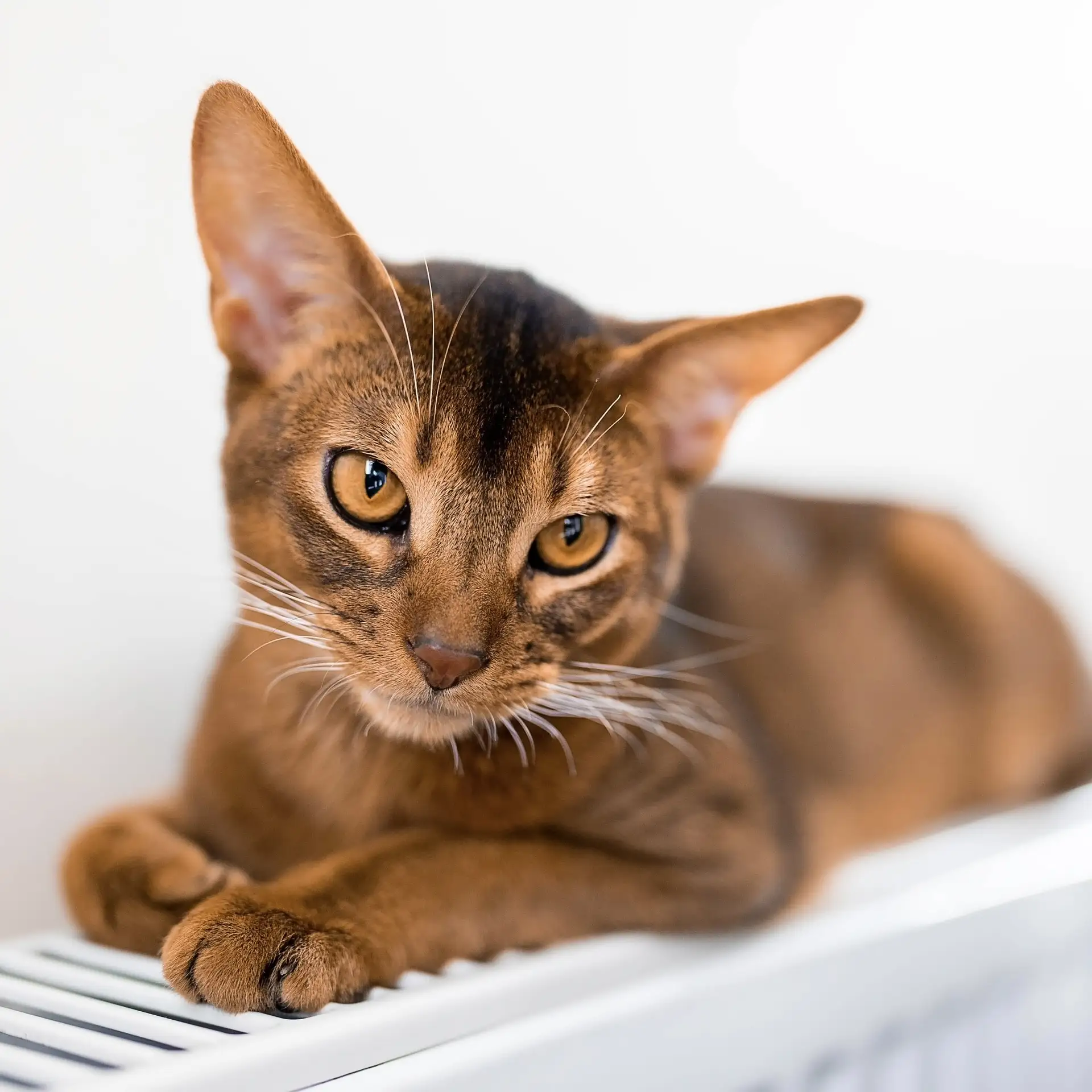 🐈 От периодического к постоянному