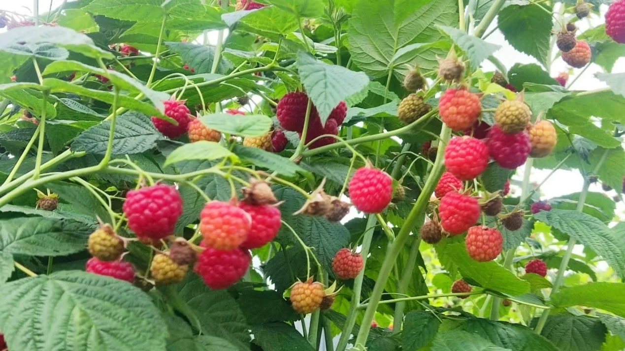 Когда обрезать малину осенью: главное — не опоздать ✂️🍇