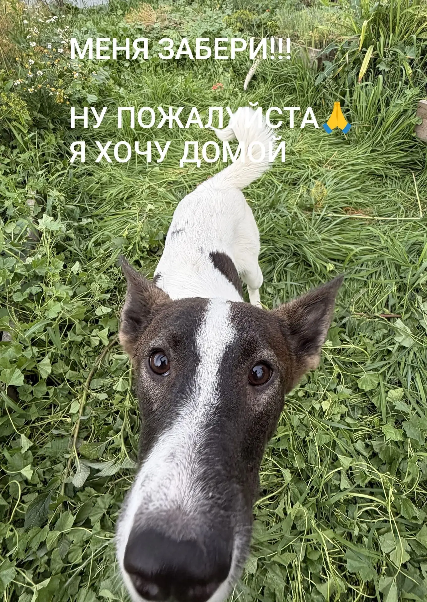 🐾 ТОМСК! ЕВА ИЩЕТ ДОМ 🐾