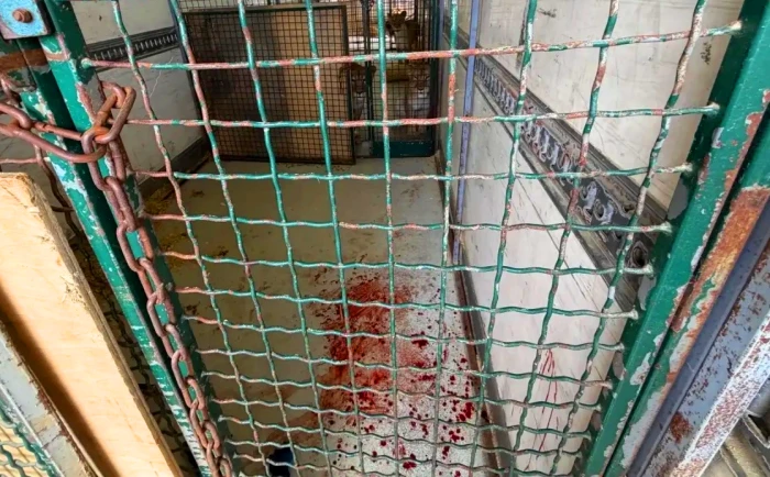 Томикс 📌Из-за ранения дрессировщика львицей во Владимире не стали заводить дело