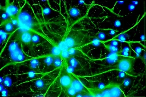 🧠 Клетки матери могут защищать мозг ребенка на протяжении всей жизни