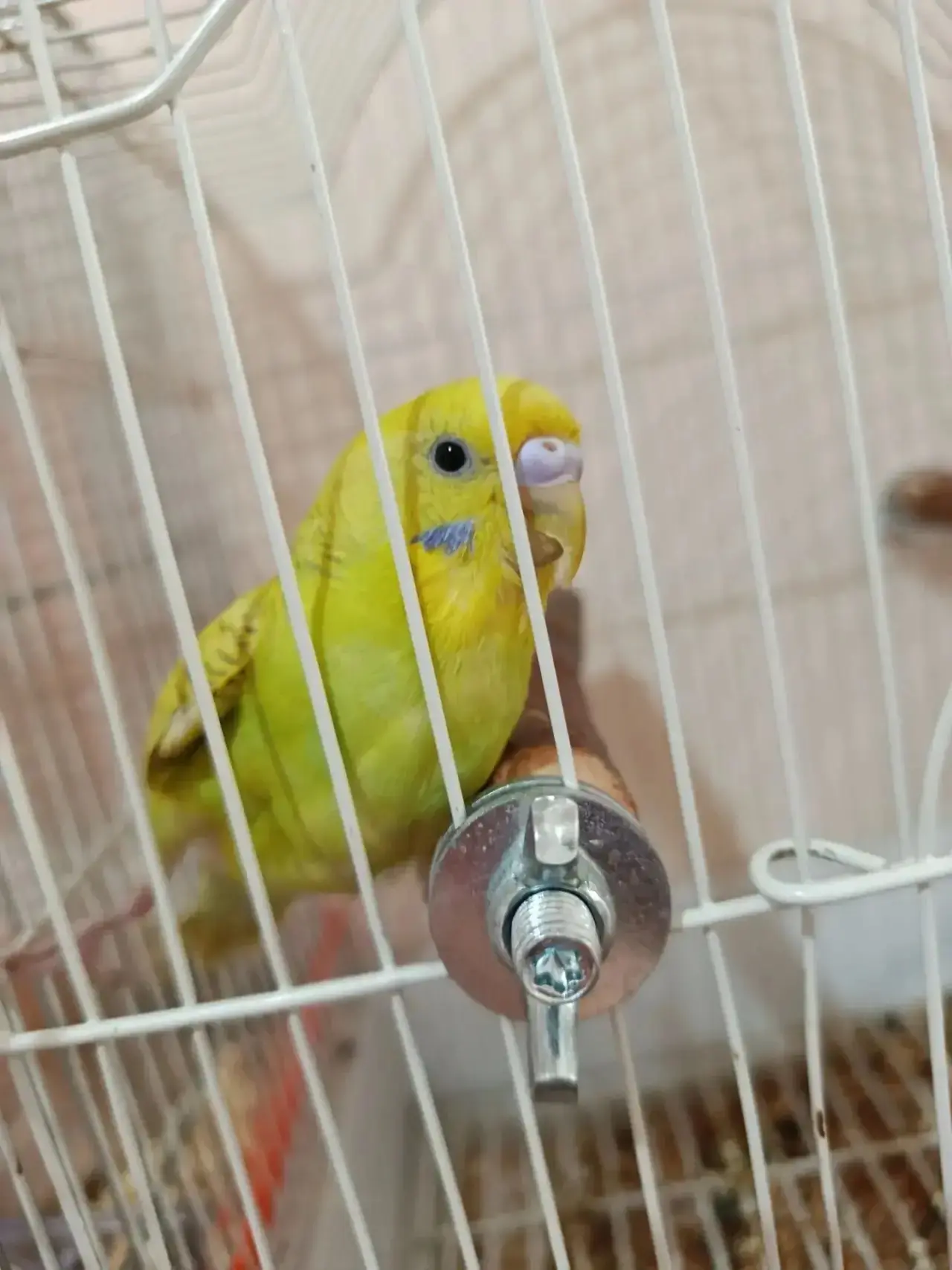 Вдруг вам нужен попугай 🦜