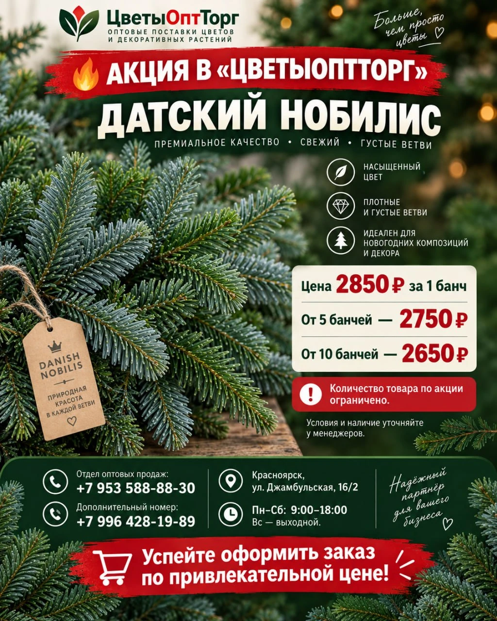 🌲 ДАТСКИЙ НОБИЛИС — ПРИНИМАЕМ ЗАКАЗЫ НА ДЕКАБРЬ! 🔥