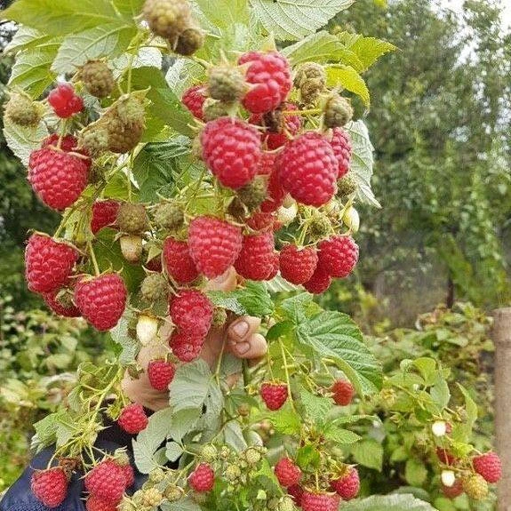 Как обрабатывать кусты малины и смородины!