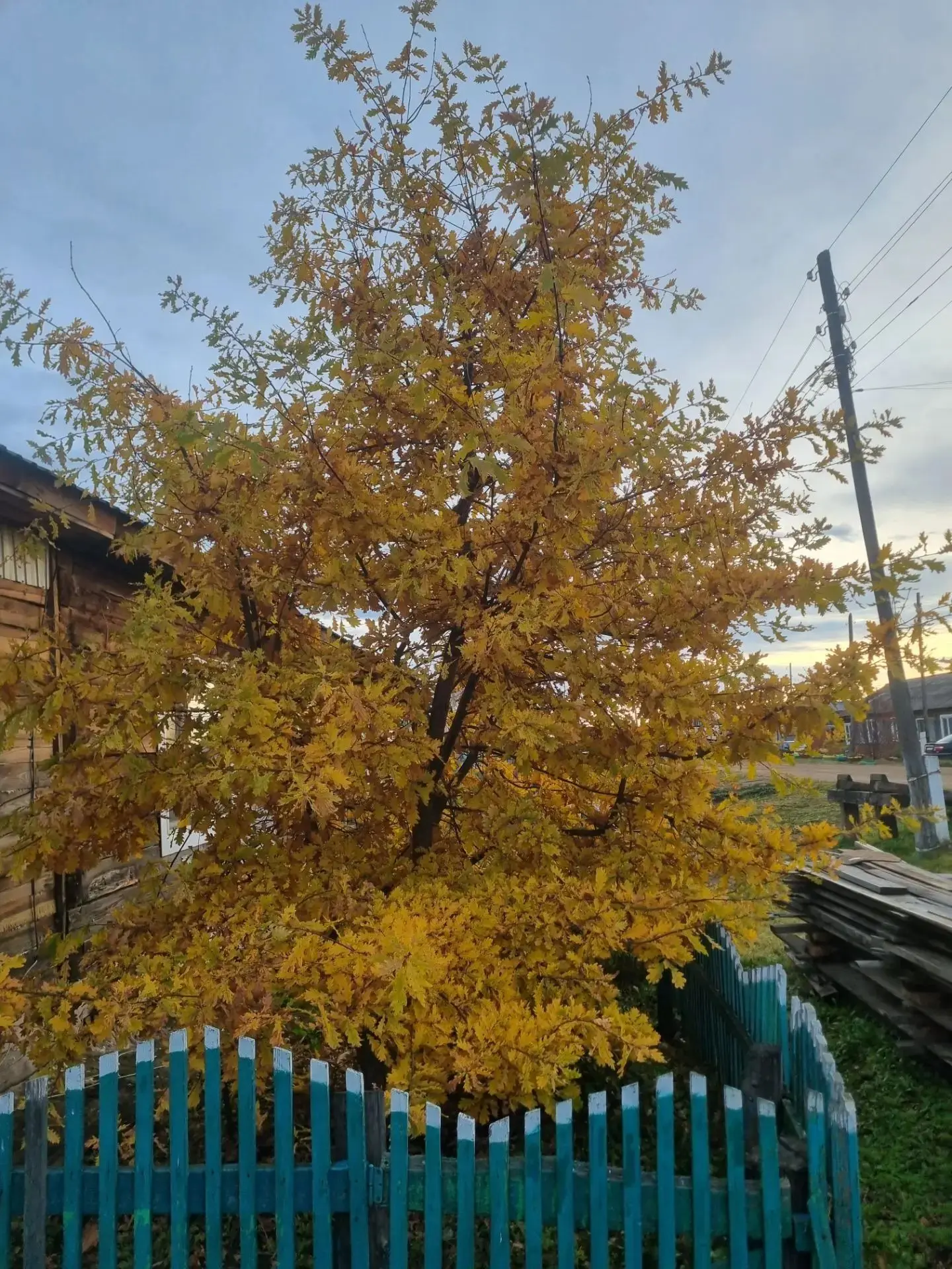 Осень необычных деревьев