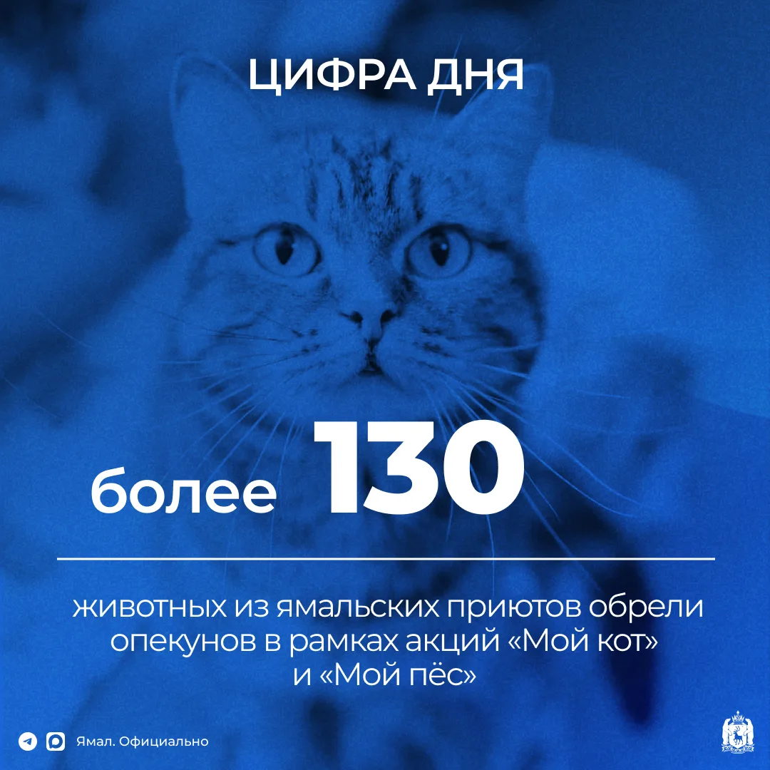 Чаще всего северяне берут под опеку кошек – их выбрали 100 участников, ещё 30 человек з...