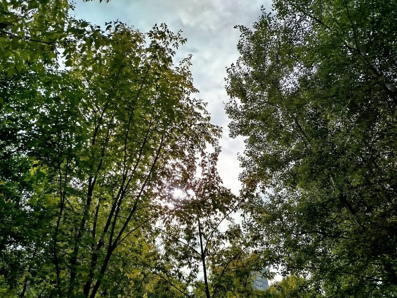 Осень в Шмелёвском ручье 🍂☀