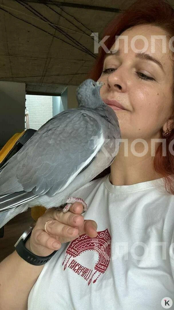 Калининградка вырастила из найденного яйца ручного вяхиря