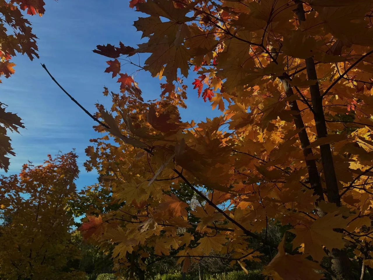 Белгород сегодня будто решил немного продлить лето 🍂