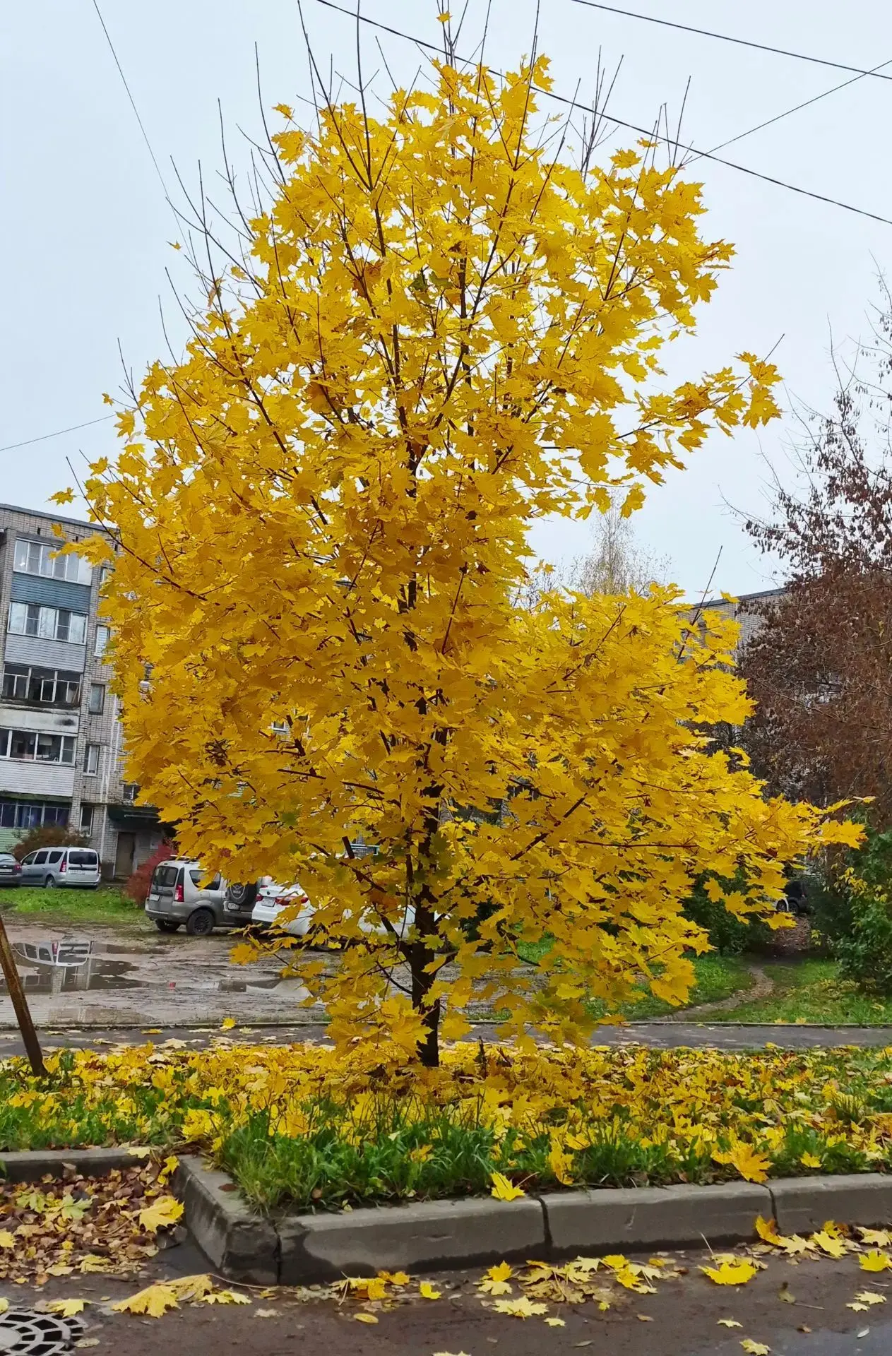 Березка уже вся желтая, скоро зима😉